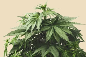 weed review