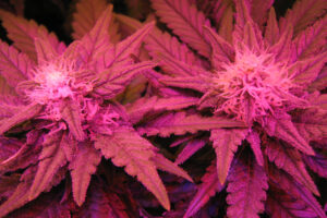 The Most Visually Stunning Cannabis Strains and Their Unique Colors weed review