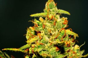 The Most Potent Cannabis Strains on the Market weed review
