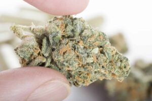 weed review