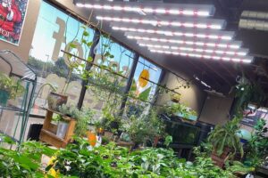 The Best Online Stores For Cannabis Growing Supplies